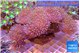 Sarcophyton multy body long white polyps 8-14 cm WYSIWYG acclimaté