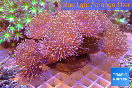 Sarcophyton multy body long white polyps 8-14 cm WYSIWYG acclimaté
