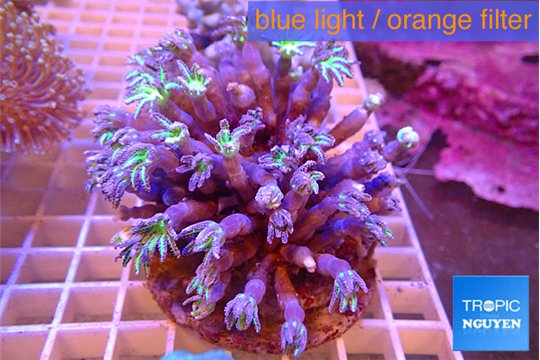 Clavularia papaya lemon laser 7-12 cm WYSIWYG acclimaté