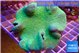 Sarcophyton greeny body 7-12 cm WYSIWYG acclimaté