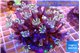 Clavularia papaya fire purple 7-12 cm WYSIWYG acclimaté