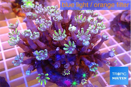 Clavularia papaya fire purple 7-12 cm WYSIWYG acclimaté