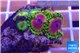 Zoanthus mixed color premium 2-3 cm WYSIWYG acclimaté