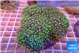 Pachyclavularia neon green 8-12 cm WYSIWYG acclimaté