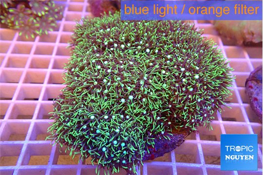 Pachyclavularia neon green 8-12 cm WYSIWYG acclimaté