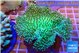 Sarcophyton green body 7-12 cm WYSIWYG acclimaté