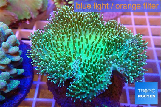 Sarcophyton green body 7-12 cm WYSIWYG acclimaté