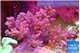 Lithophyton long finger 10-18 cm WYSIWYG acclimaté