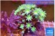 Clavularia papaya lemon laser 7-12 cm WYSIWYG acclimaté