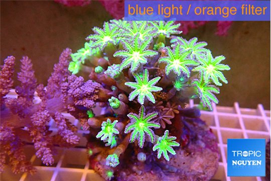 Clavularia papaya lemon laser 7-12 cm WYSIWYG acclimaté