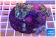 Ricordea yuma red purple 6-8 cm WYSIWYG acclimaté