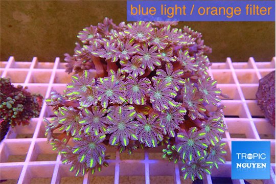 Clavularia papaya fire work 7-12 cm WYSIWYG acclimaté