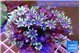 Clavularia papaya fire purple 7-12 cm WYSIWYG acclimaté