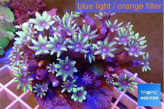 Clavularia papaya fire purple 7-12 cm WYSIWYG acclimaté