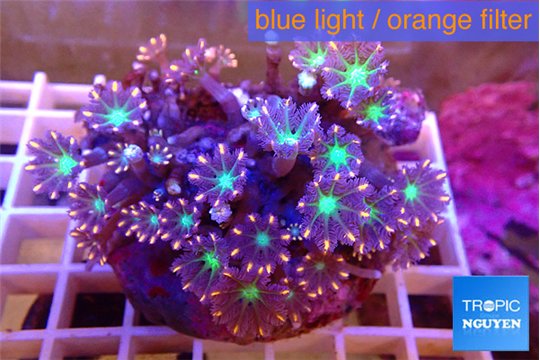 Clavularia papaya fire work 7-12 cm WYSIWYG acclimaté
