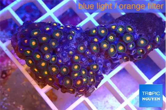 Zoanthus orange 3-5 cm WYSIWYG acclimaté