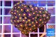 Zoanthus fusion 3-5 cm WYSIWYG acclimaté