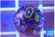 Zoanthus magic green blue 4-5 polyps WYSIWYG acclimaté