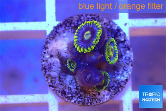 Zoanthus magic green blue 4-5 polyps WYSIWYG acclimaté