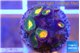 Zoanthus orange green 5-6 polyps WYSIWYG acclimaté