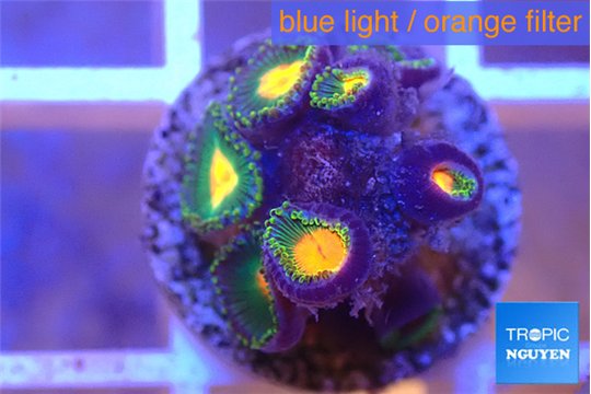Zoanthus orange green 5-6 polyps WYSIWYG acclimaté