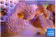 Sarcophyton multy body long white polyps 8-14 cm WYSIWYG acclimaté