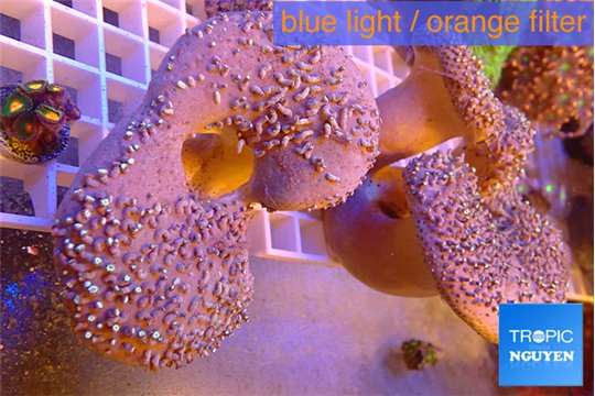 Sarcophyton multy body long white polyps 8-14 cm WYSIWYG acclimaté