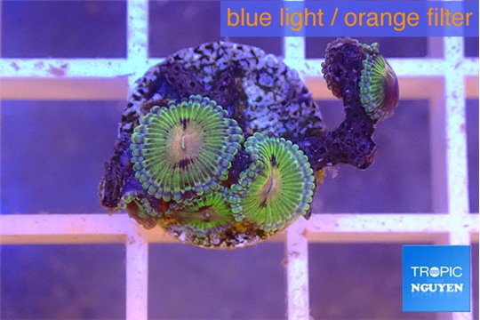 Zoanthus premium 4-5 polyps WYSIWYG acclimaté