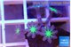 Clavularia papaya fire purple 1-2 cm WYSIWYG acclimaté