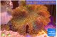 Sarcophyton long polyps 10-18 cm WYSIWYG acclimaté