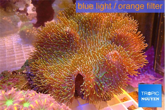 Sarcophyton long polyps 10-18 cm WYSIWYG acclimaté