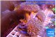 Sarcophyton multy body long white polyps 8-14 cm WYSIWYG acclimaté