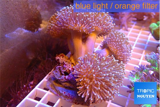 Sarcophyton multy body long white polyps 8-14 cm WYSIWYG acclimaté