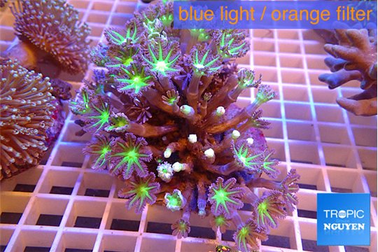 Clavularia papaya fire work 7-12 cm WYSIWYG acclimaté