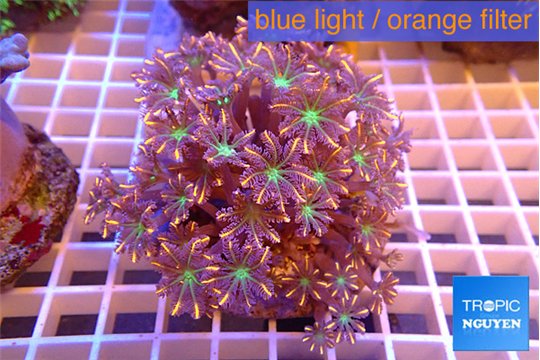 Clavularia papaya fire purple 7-12 cm WYSIWYG acclimaté
