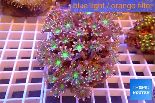 Clavularia papaya fire work 7-12 cm WYSIWYG acclimaté