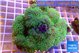 Pachyclavularia full neon green 8-12 cm WYSIWYG acclimaté