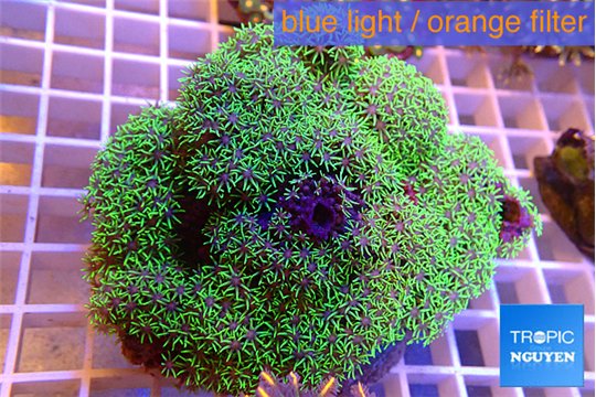 Pachyclavularia full neon green 8-12 cm WYSIWYG acclimaté
