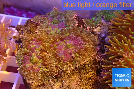 Rhodactis tricolor 8-12 cm WYSIWYG acclimaté