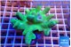 Lobophythum greeny 8-12 cm WYSIWYG acclimaté