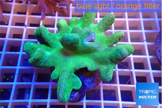 Lobophythum greeny 8-12 cm WYSIWYG acclimaté