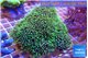 Pachyclavularia full neon green 8-12 cm WYSIWYG acclimaté