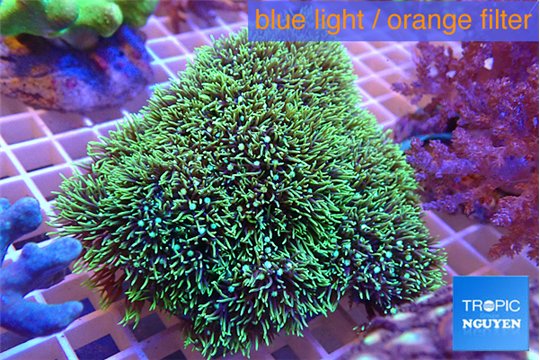Pachyclavularia full neon green 8-12 cm WYSIWYG acclimaté