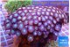 Zoanthus red blue 9-13 cm WYSIWYG acclimaté