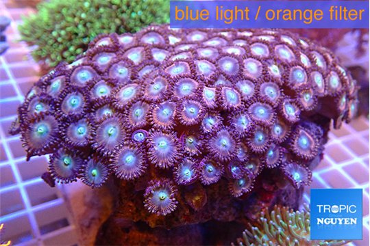 Zoanthus red blue 9-13 cm WYSIWYG acclimaté