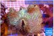 Sarcophyton long polyps 8-14 cm WYSIWYG acclimaté