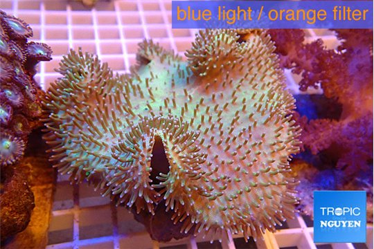 Sarcophyton long polyps 8-14 cm WYSIWYG acclimaté