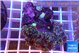 Ricordea yuma red purple 4-5 polyps WYSIWYG acclimaté