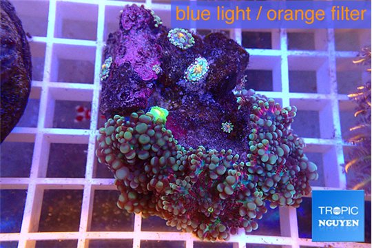 Ricordea yuma red purple 4-5 polyps WYSIWYG acclimaté