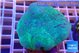 Sarcophyton long polyps 7-11 cm WYSIWYG acclimaté